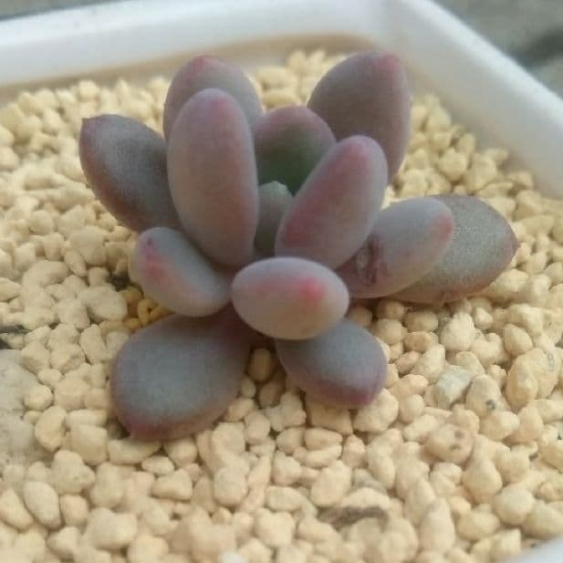 売却済み3/6ピンクムーン(カット苗)