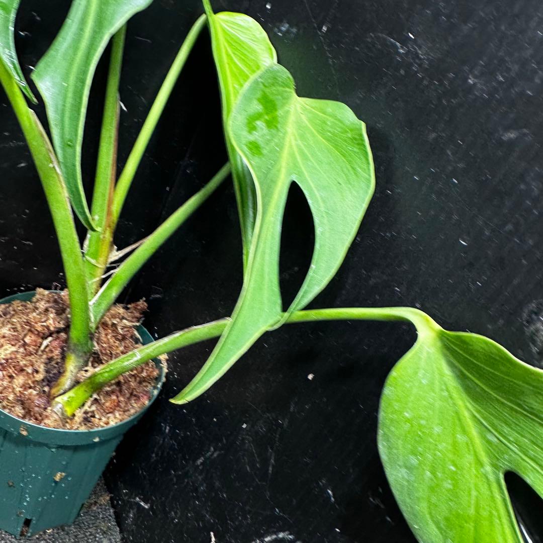 ち*か様 モンステラデリシオーサバールマルクスフレーム4号鉢植え大株美株レア