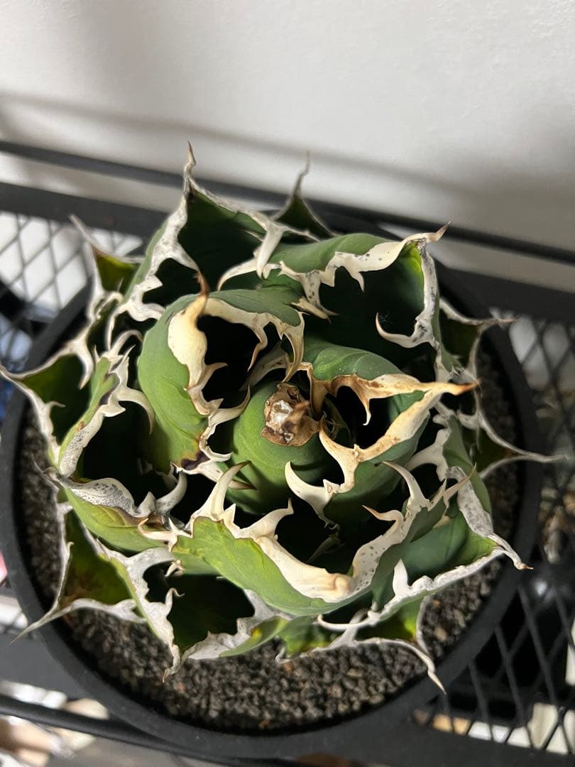 大幅値下げ！アガベ　白鯨　大株　コレクション株　鉢プレゼント