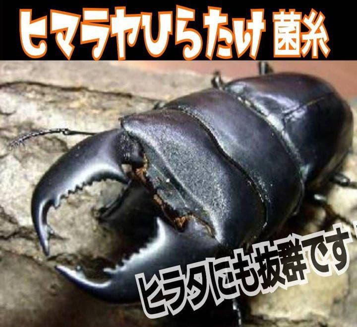 極上！ヒマラヤひらたけ菌糸ブロック【7個】トレハロース強化配合！オオクワに抜群！