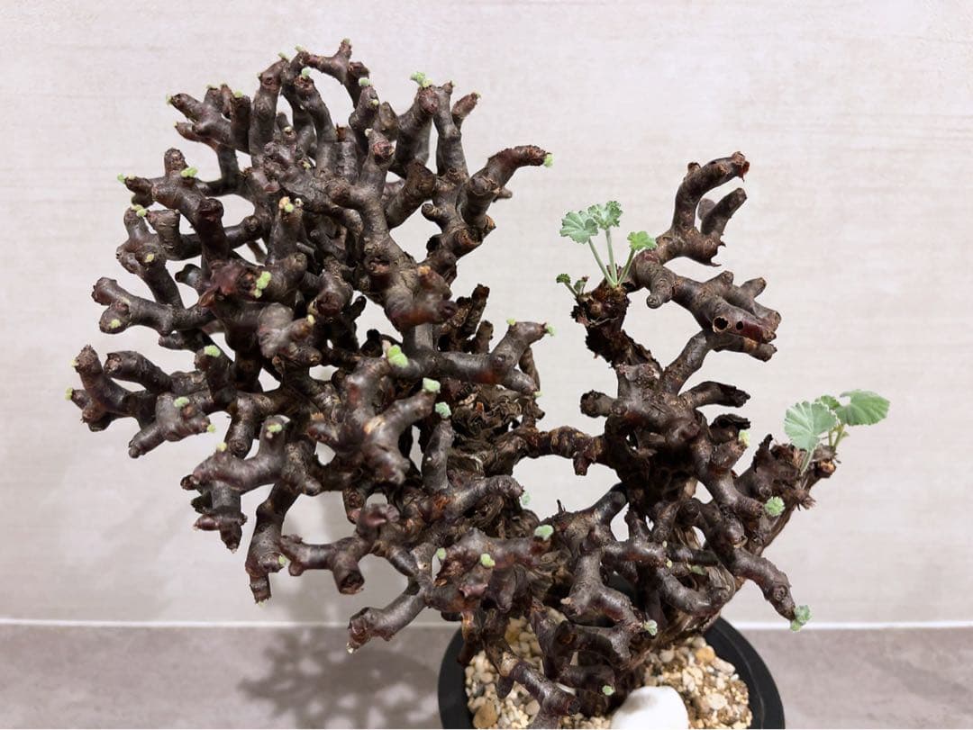 《期間限定販売❗️》『ペラルゴニウム　ミラビレ③』現地球　発根済み極美大株