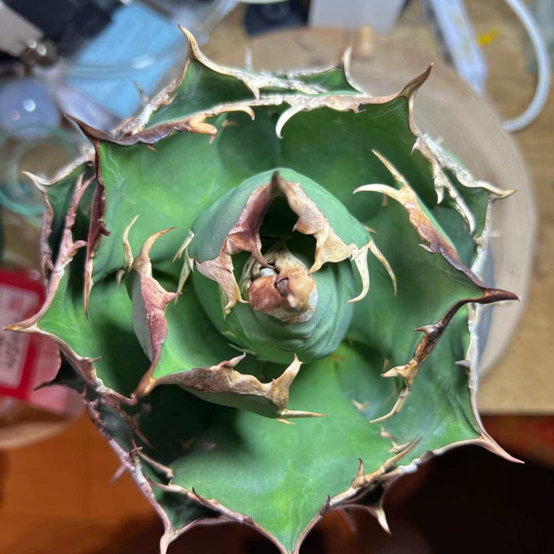 チタノタ　FO-076 オテロイ