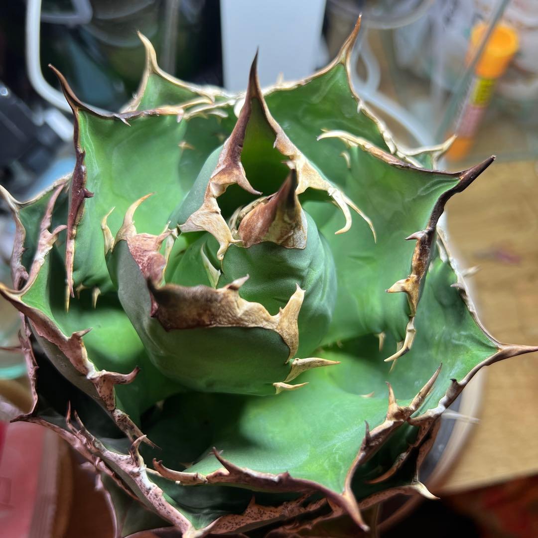 チタノタ　FO-076 オテロイ