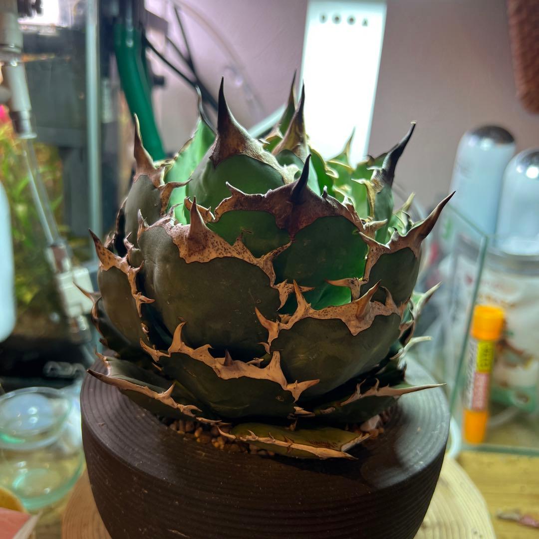 チタノタ　FO-076 オテロイ