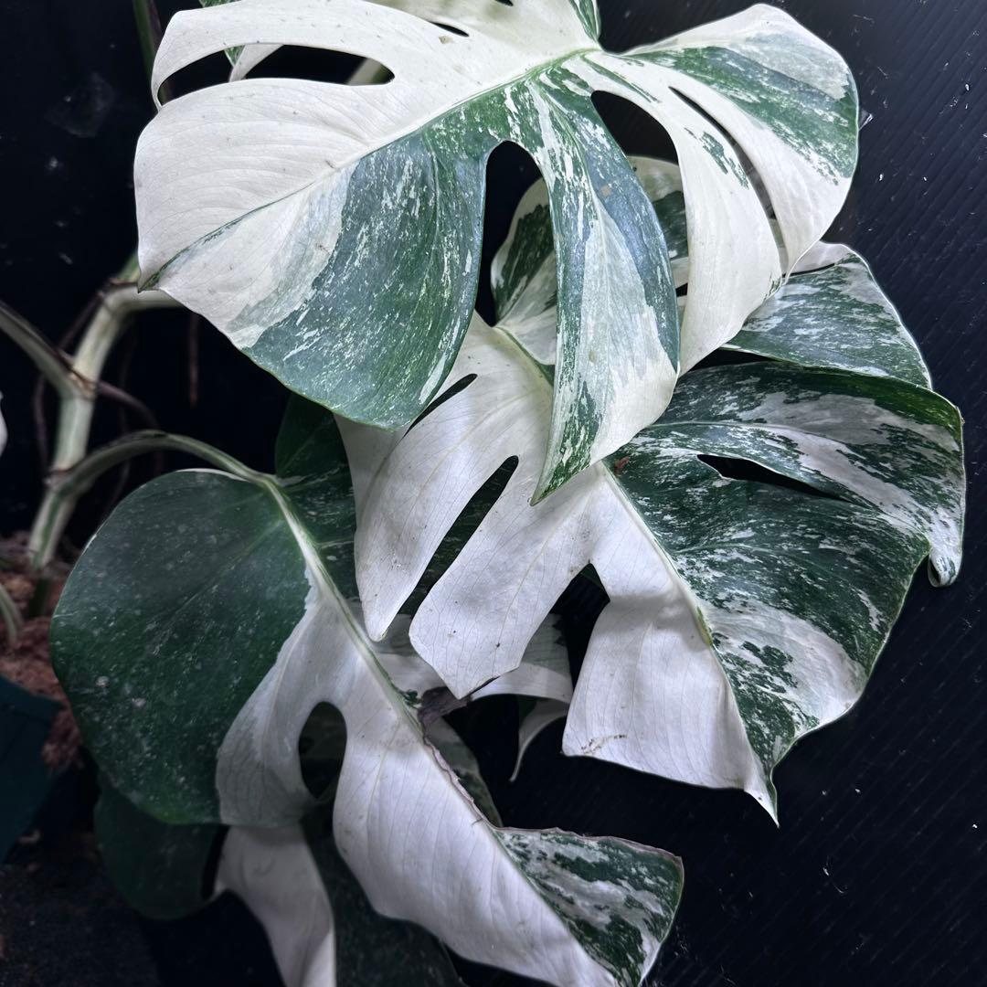 a*9様 斑入りモンステラ ホワイトタイガー極美大株73cm白斑多