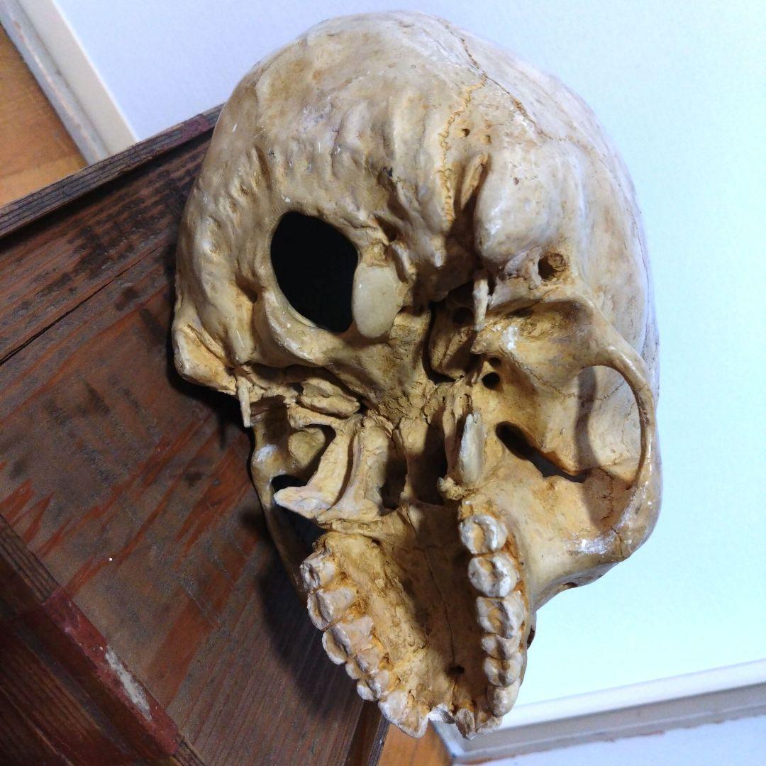 レトロな木箱入　頭蓋骨　　模型　田中狐峯製品