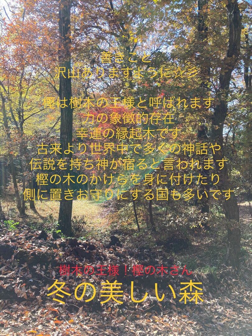 合体樹＊超絶ワイルドな森の切り株テーブル】3本の木々が一体化した希少部位