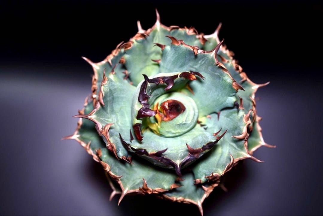 アガベ　チタノタ　プテラノドン　'翼竜'