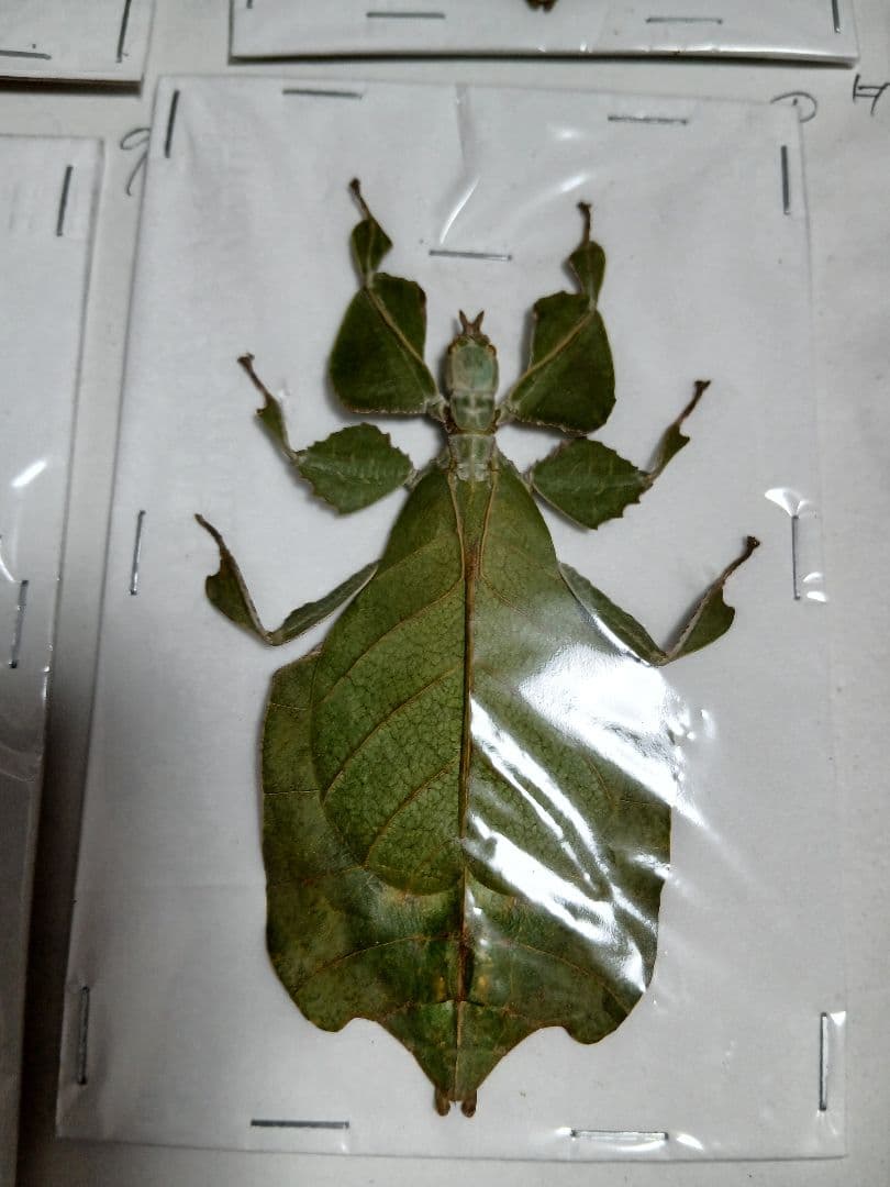 海外産標本｜インドネシア産 ナナフシモドキ（木葉虫）昆虫標本