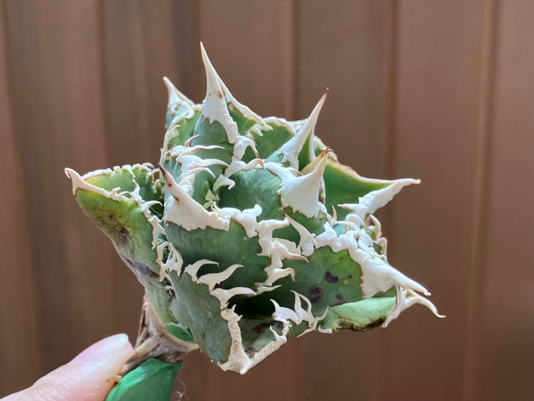 H*C様 【オークション】①選抜　特選　太棘 アガべ　チタノタ　白豪刺　TC 上