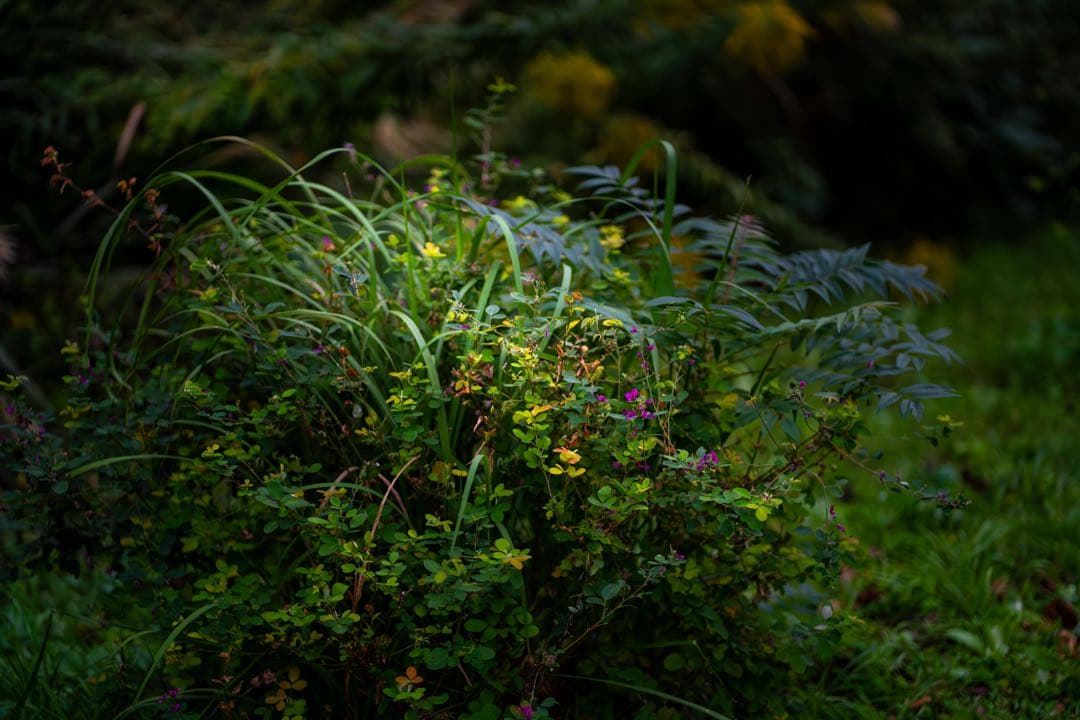 l*♡様 約37%オフ！SONY α7RV ILCE-7RM5 ボディ a7RV