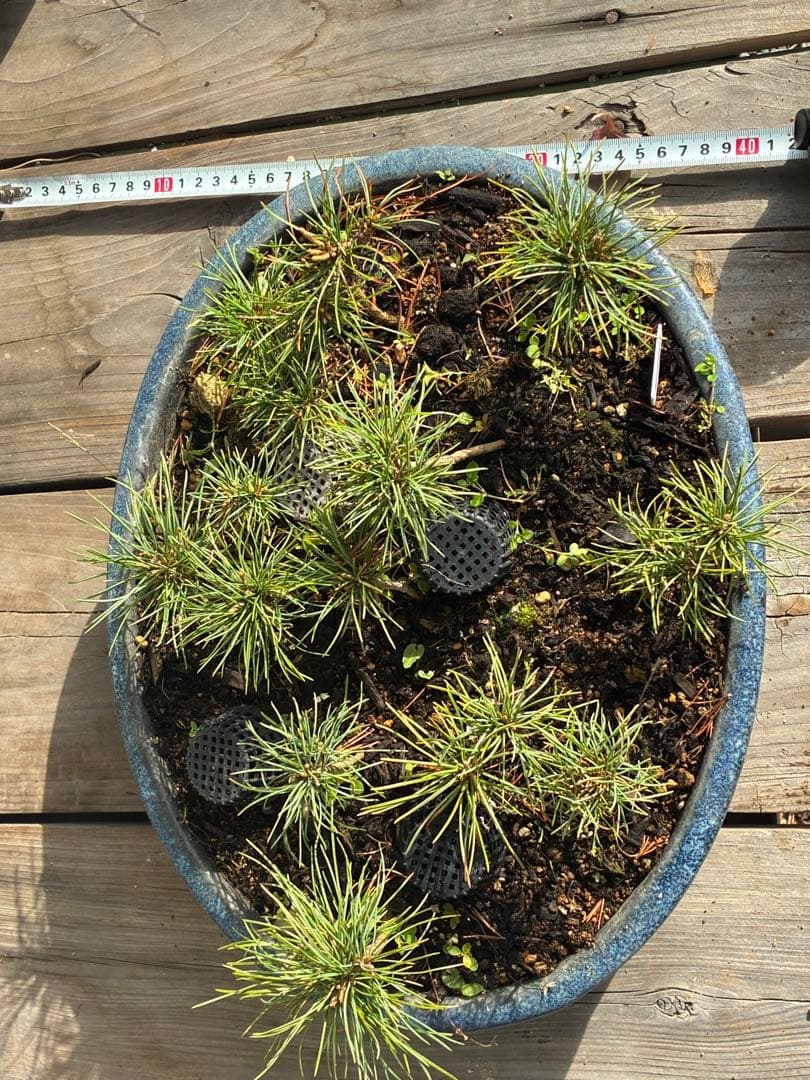 14本セット ★盆栽★ 赤石五葉松　 E-5 ★愛媛県より発送★