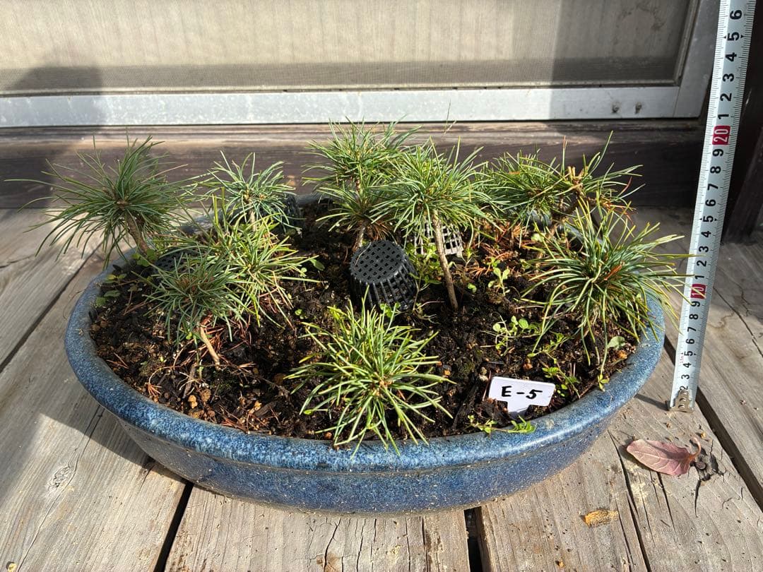 14本セット ★盆栽★ 赤石五葉松　 E-5 ★愛媛県より発送★