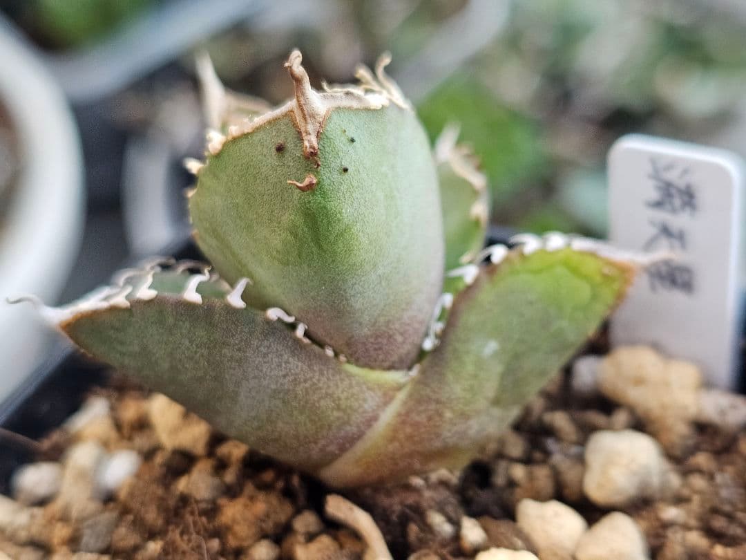 アガベ　チタノタ　満天星②TC ぶつぶつ 台湾産正規品 根付き苗 ブツブツ株