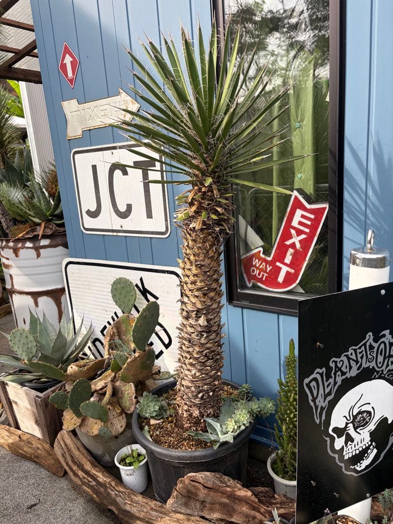 耐寒性ユッカ　フィリフェラ幹太大株◇南国ドライガーデン島アガベ多肉ヤシ　サボテン