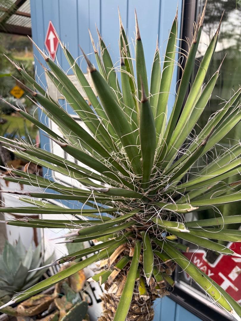 耐寒性ユッカ　フィリフェラ幹太大株◇南国ドライガーデン島アガベ多肉ヤシ　サボテン