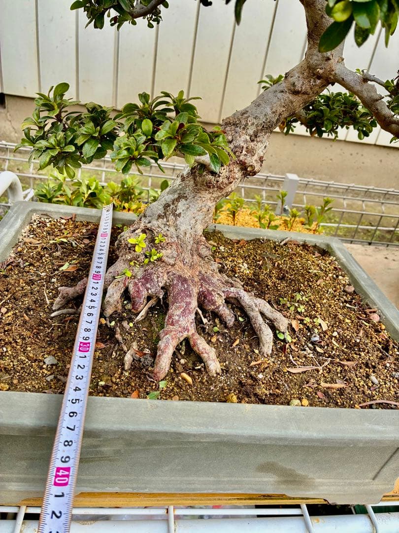 皐月盆栽華宝