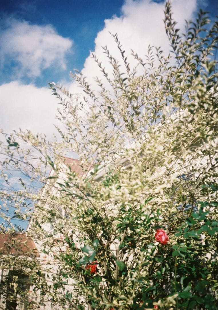 【動作確認・清掃済み＊試写あり】人気！リコーオートハーフE