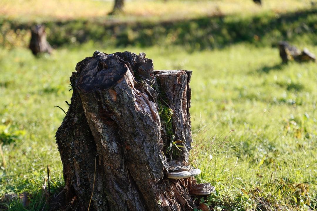 Canon EOS-1D X デジタル一眼レフカメラ 付属品・元箱付き