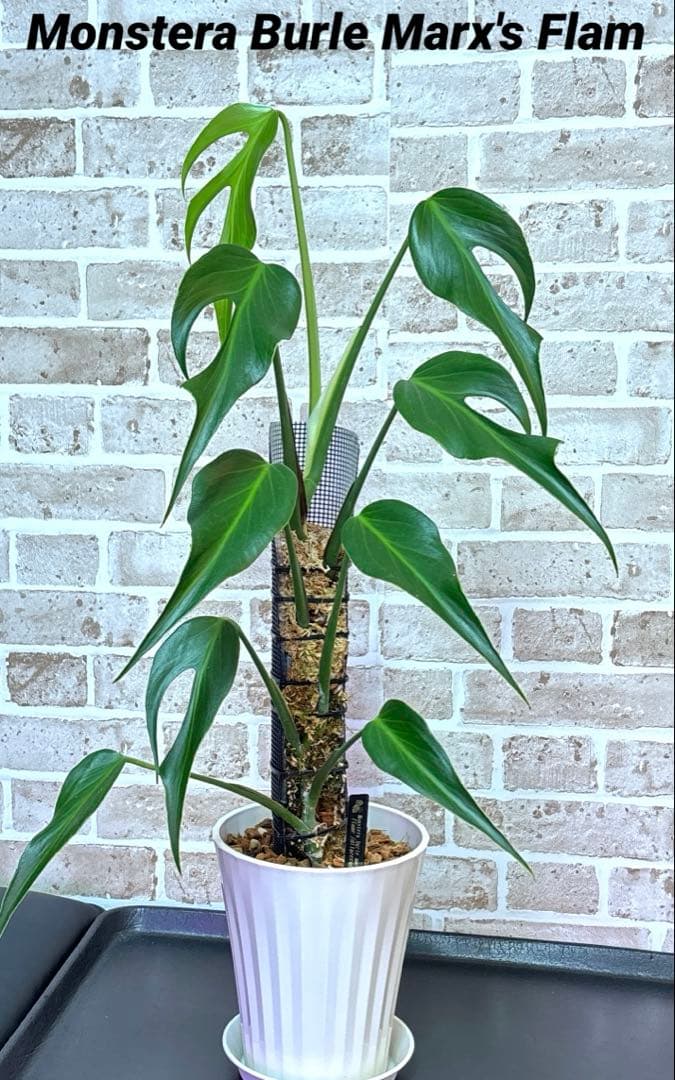 モンステラ バールマルクスフレーム ディラセラータ1