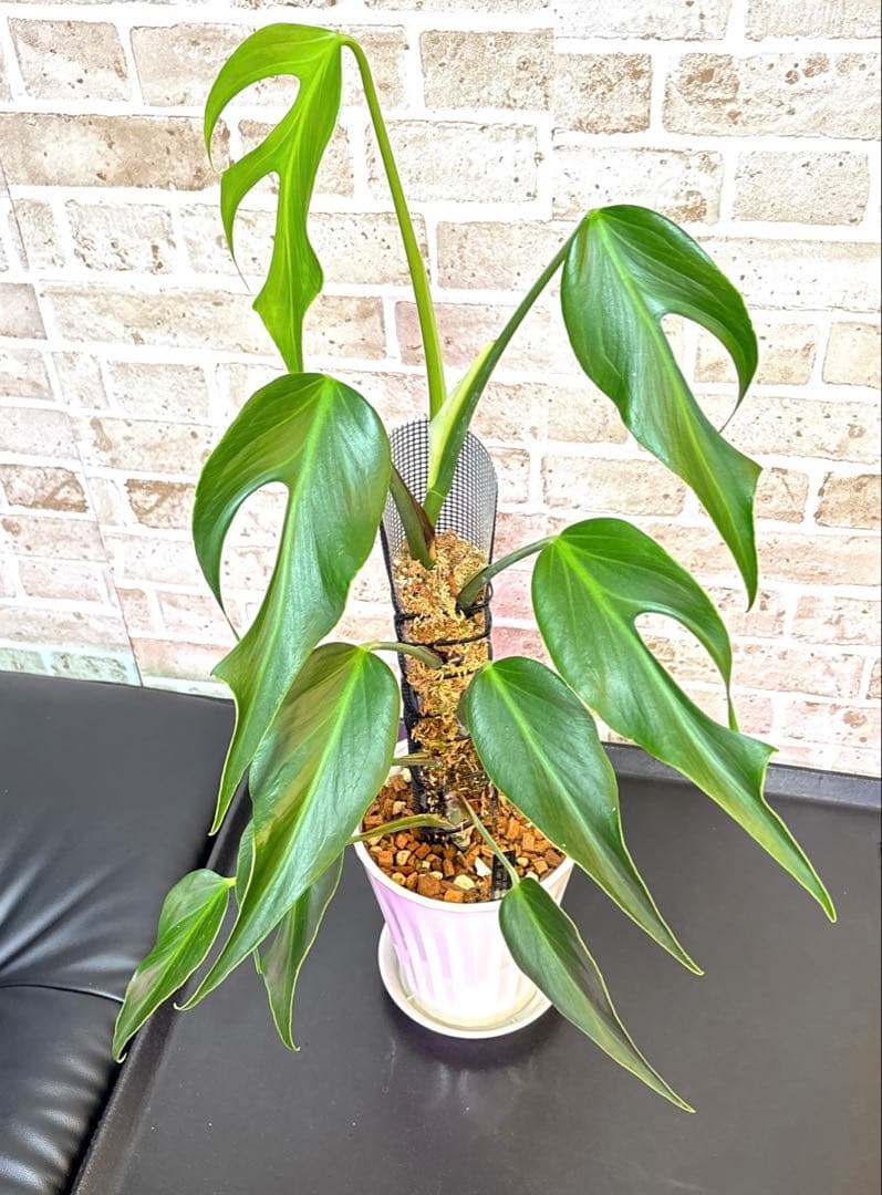 モンステラ バールマルクスフレーム ディラセラータ1