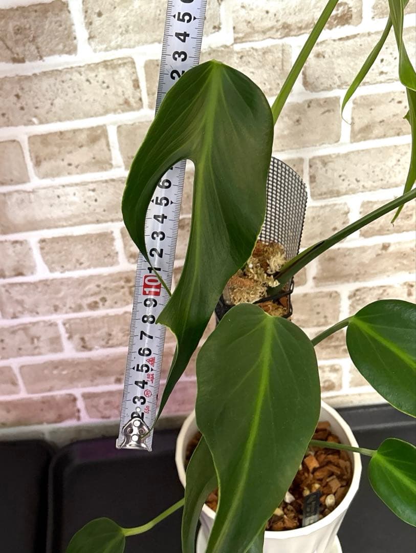 モンステラ バールマルクスフレーム ディラセラータ1