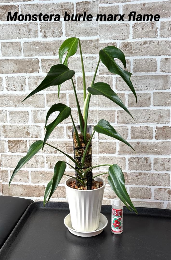 モンステラ バールマルクスフレーム ディラセラータ1