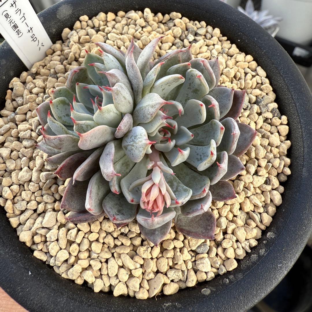 多肉植物　エケベリア　ザラゴーサSPノバ　見元苗　花芽付き　札付き