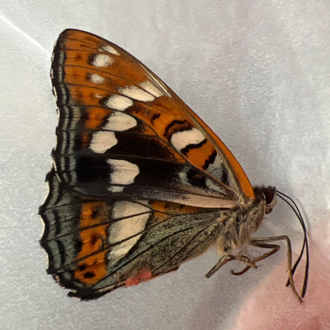 オオイチモンジチョウ　モンゴル産10頭セット売り