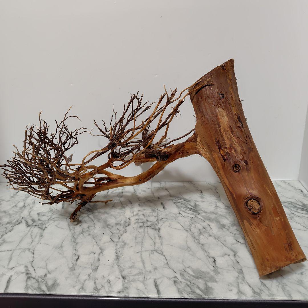 アク抜き済み流木【17】セール