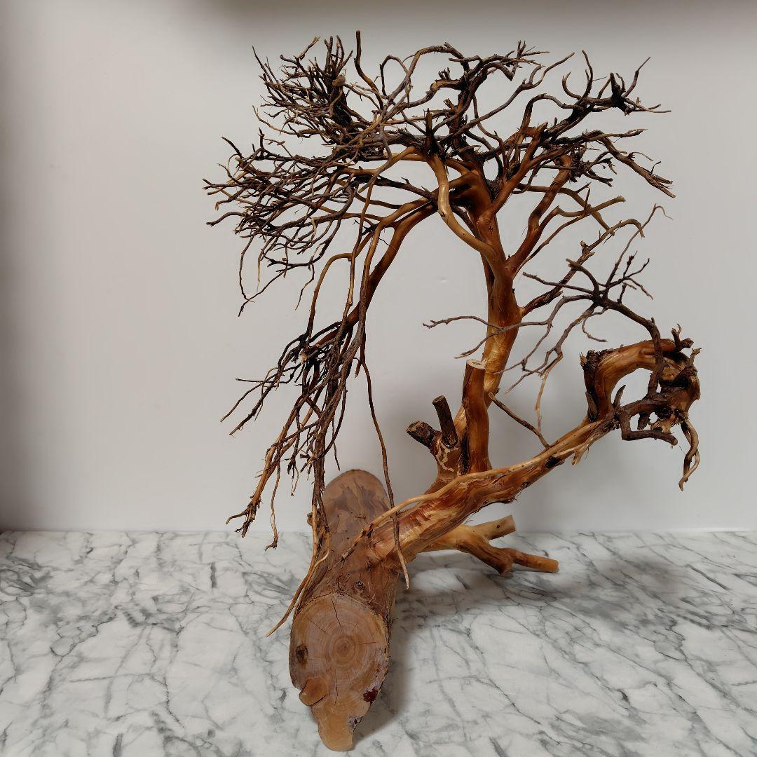 アク抜き済み流木【17】セール