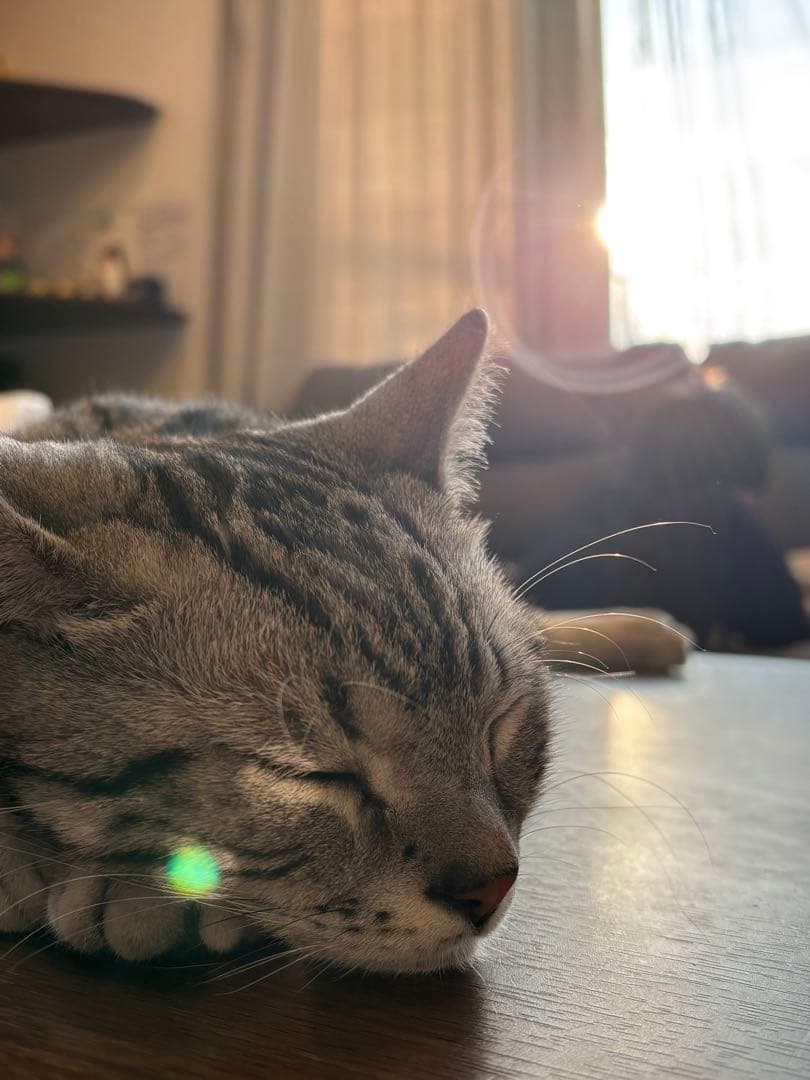 22センチ　Burton スノーボードブーツ 子ども用 黒/青/黄色