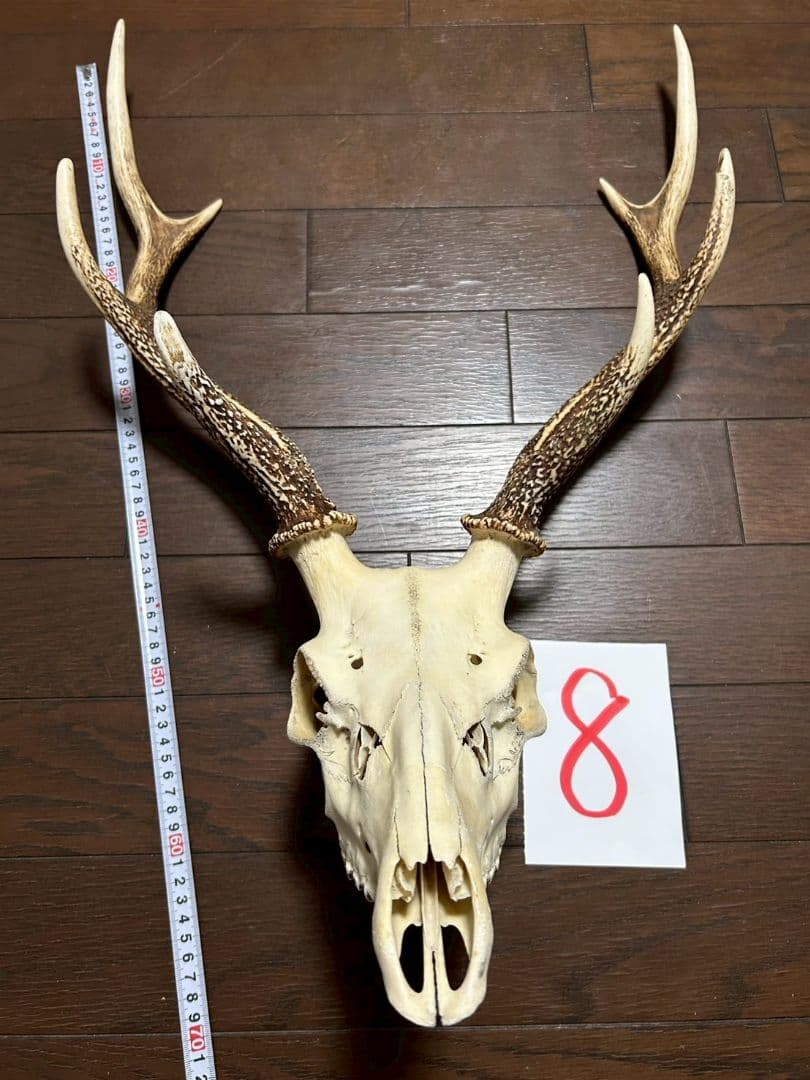 ⑧[1点もの] ハンティングトロフィー　鹿の角　頭蓋骨　日本鹿　スカル