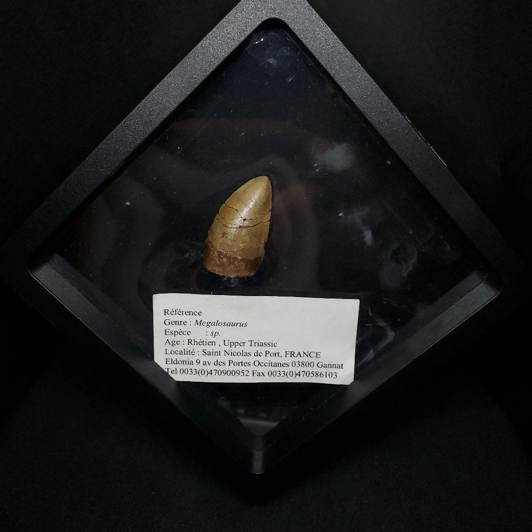 博物館級 メガロサウルス 恐竜 歯 化石 本物 29.36mm fr69