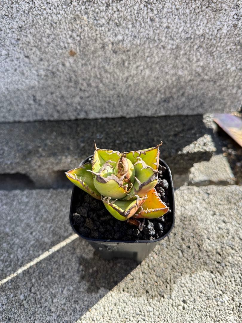 アガベ　実生株　チタノタ　オテロイ