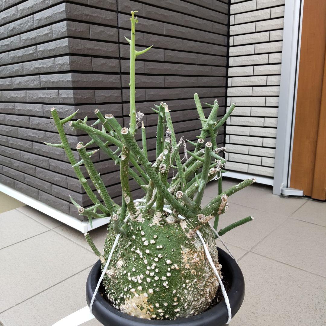 【現品】超大株！塊根植物 アデニア グロボーサ ９号鉢