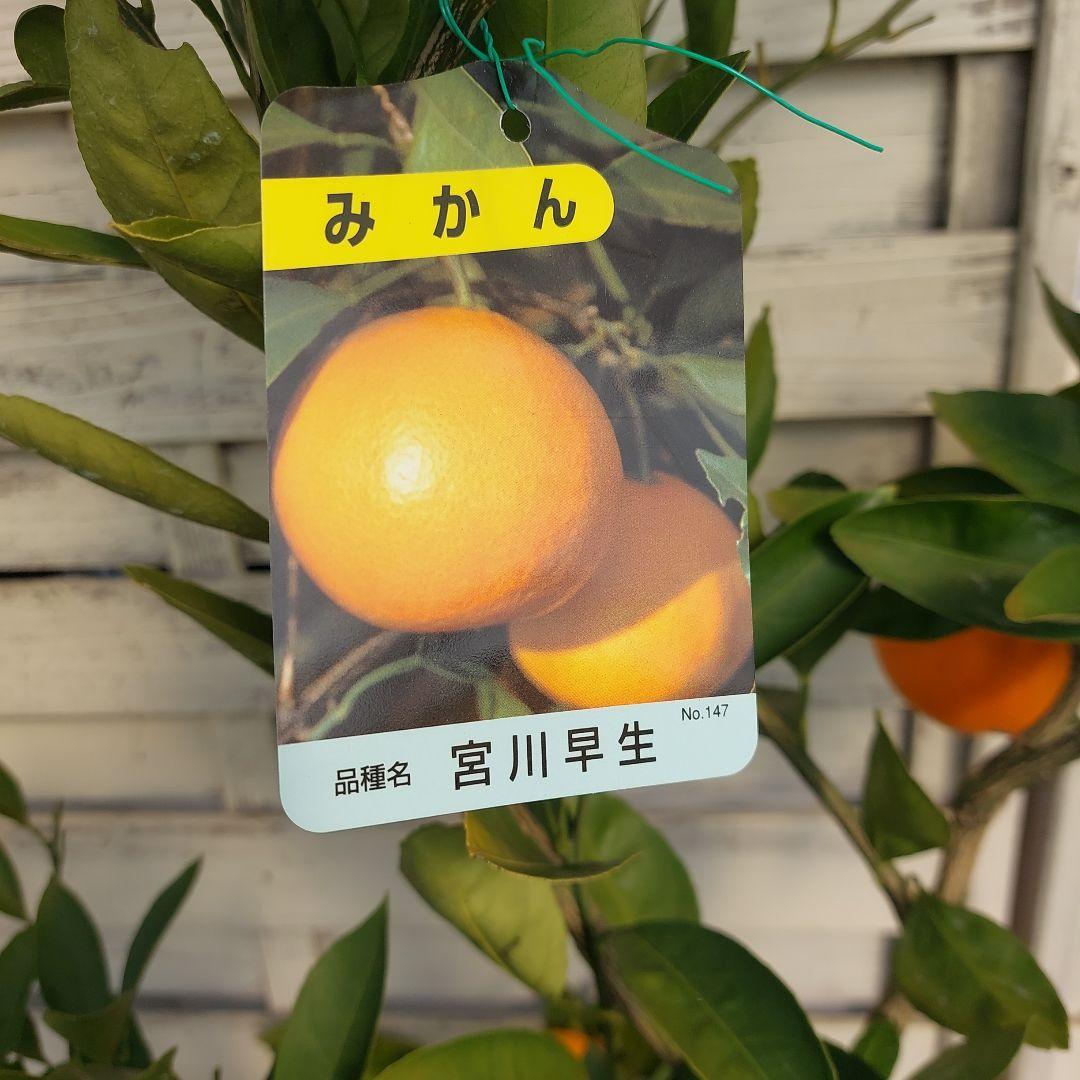 むっちゃんさま専用