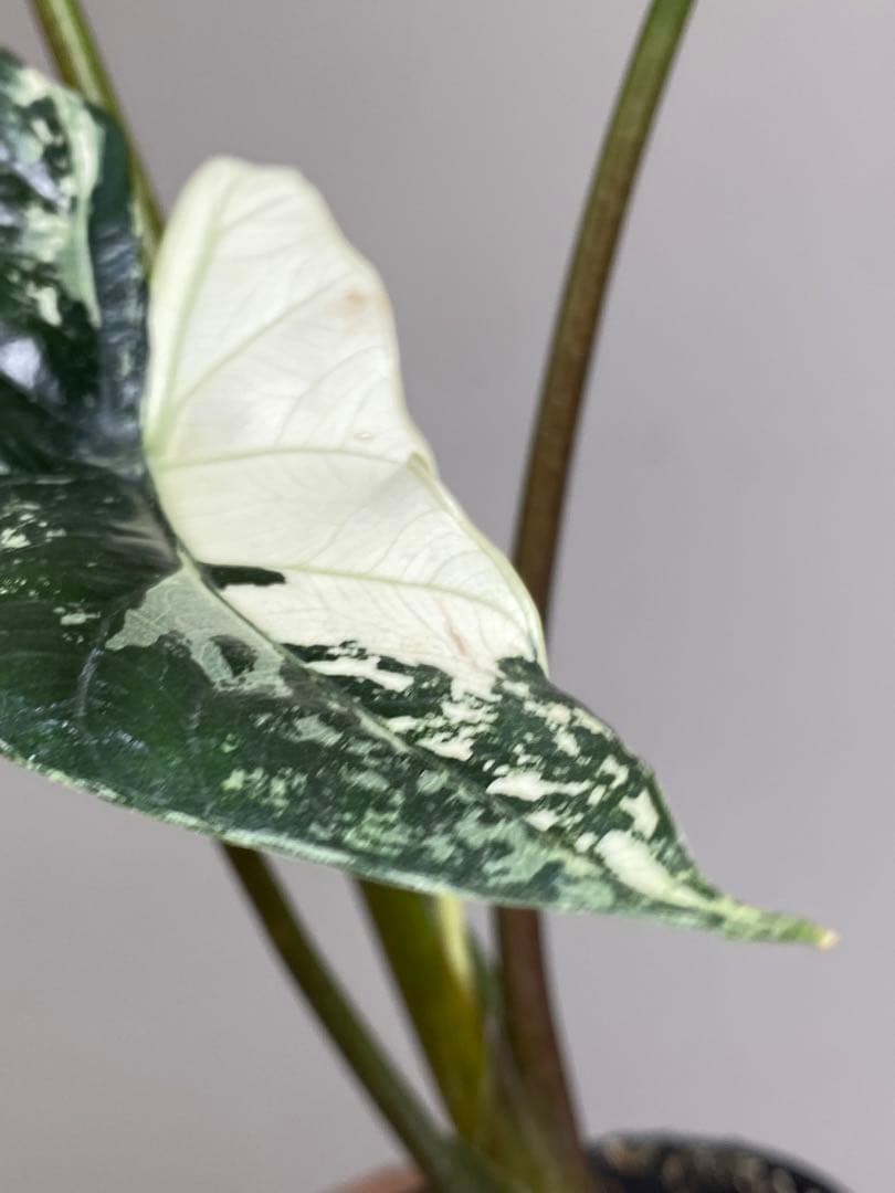 七*草様 【超希少‼️美株✨】アロカシア　シンポ　アルボ　斑入り　白斑　レア　人