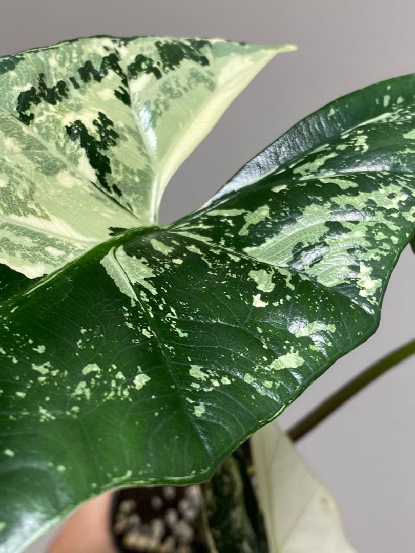 七*草様 【超希少‼️美株✨】アロカシア　シンポ　アルボ　斑入り　白斑　レア　人