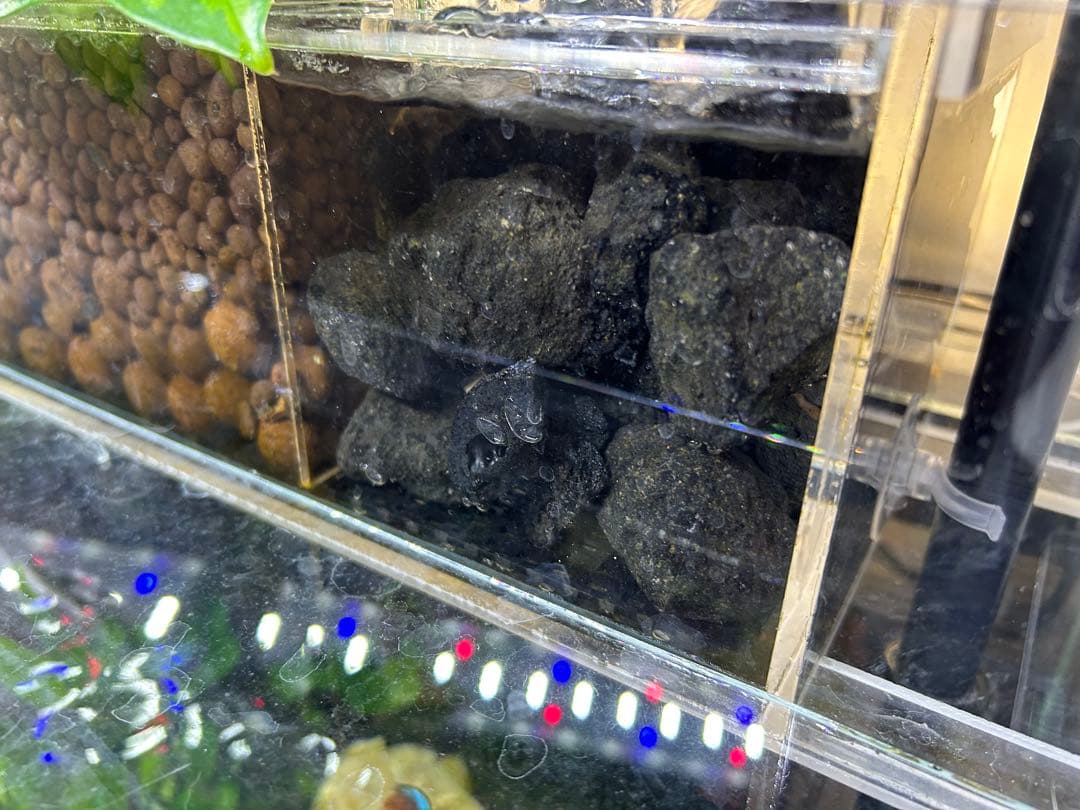 【訳あり】60㎝水槽用　上部濾過式アクアリウム水槽アクアポニックス仕様B