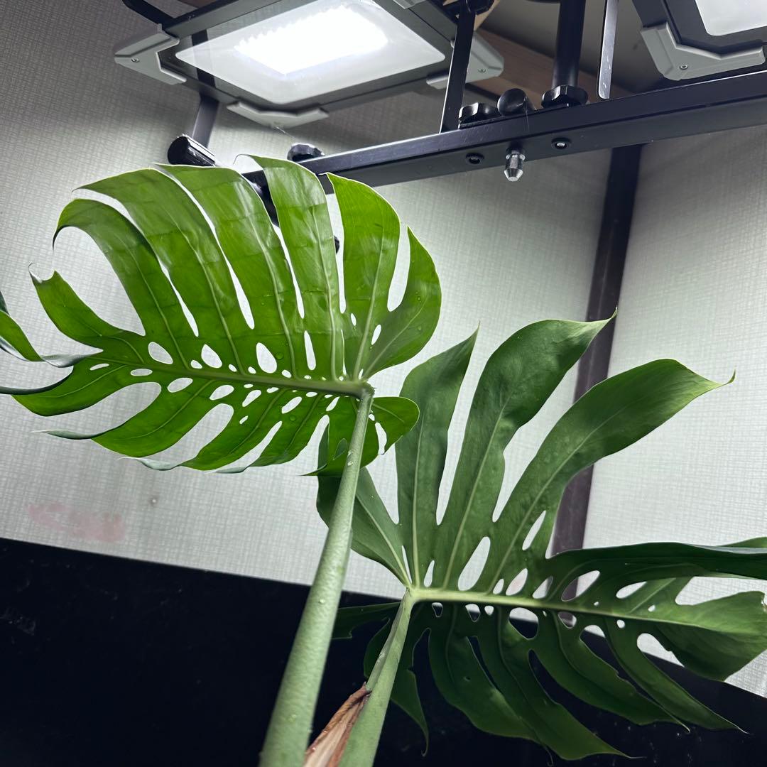 モンステラデリシオーサマクロコズム超希少系統鉢植え72㎝