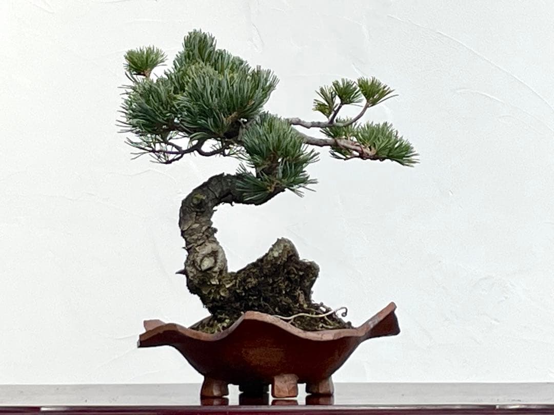 三河盆栽　五葉松　明星　盆栽　人気品種　古木