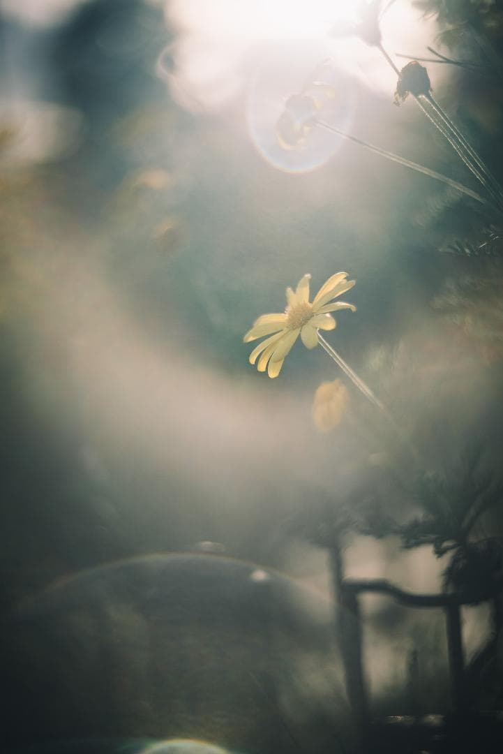 虹の出る癖玉！Leica Blue coated Summar 50mm F2