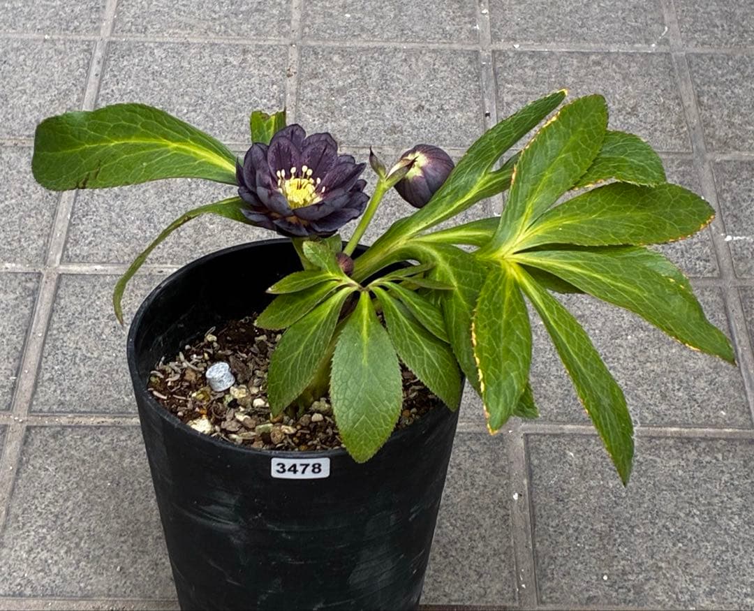 A*️様 3478☘️限定1株☘️未株分☘️花付☘️レア☘️スモーキーダーク⭐️