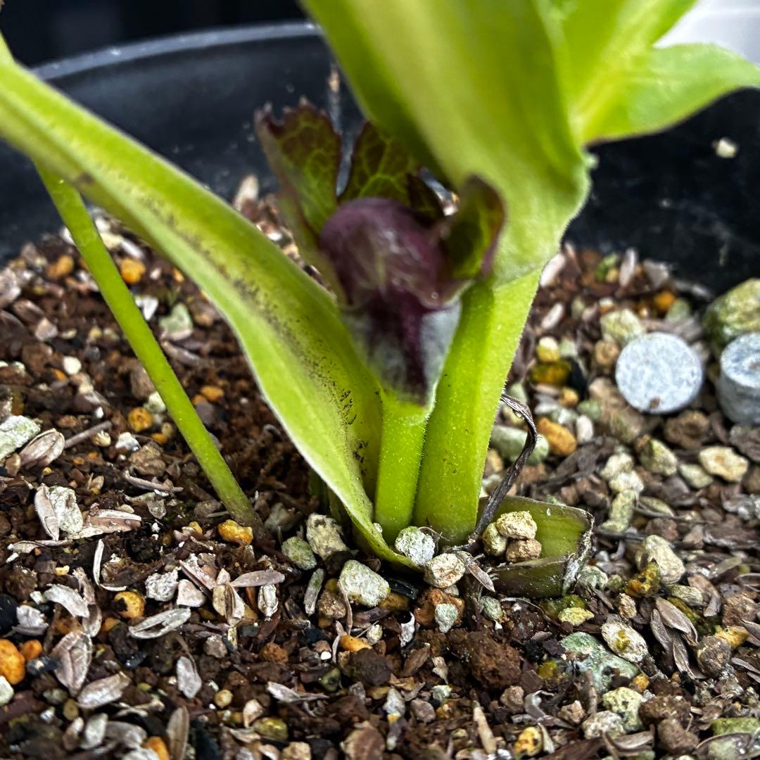 A*️様 3478☘️限定1株☘️未株分☘️花付☘️レア☘️スモーキーダーク⭐️