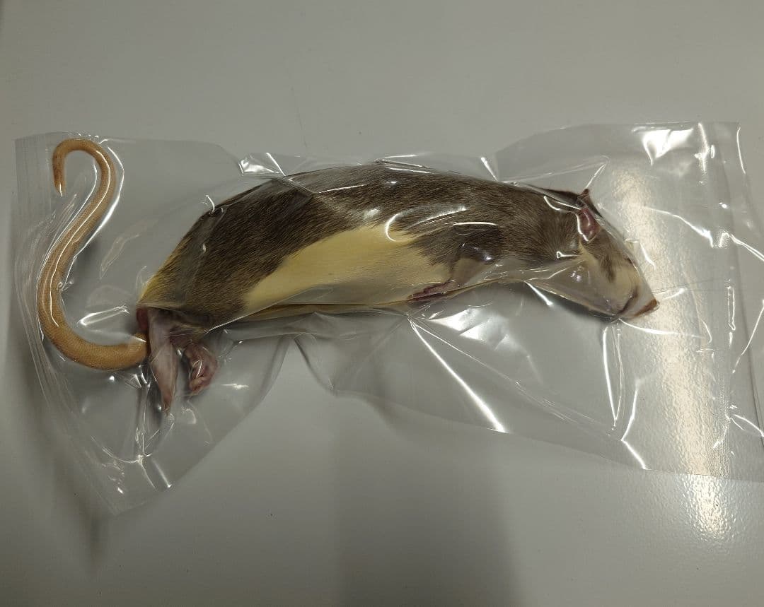 個包装 冷凍ラット 30匹セット 85~100g