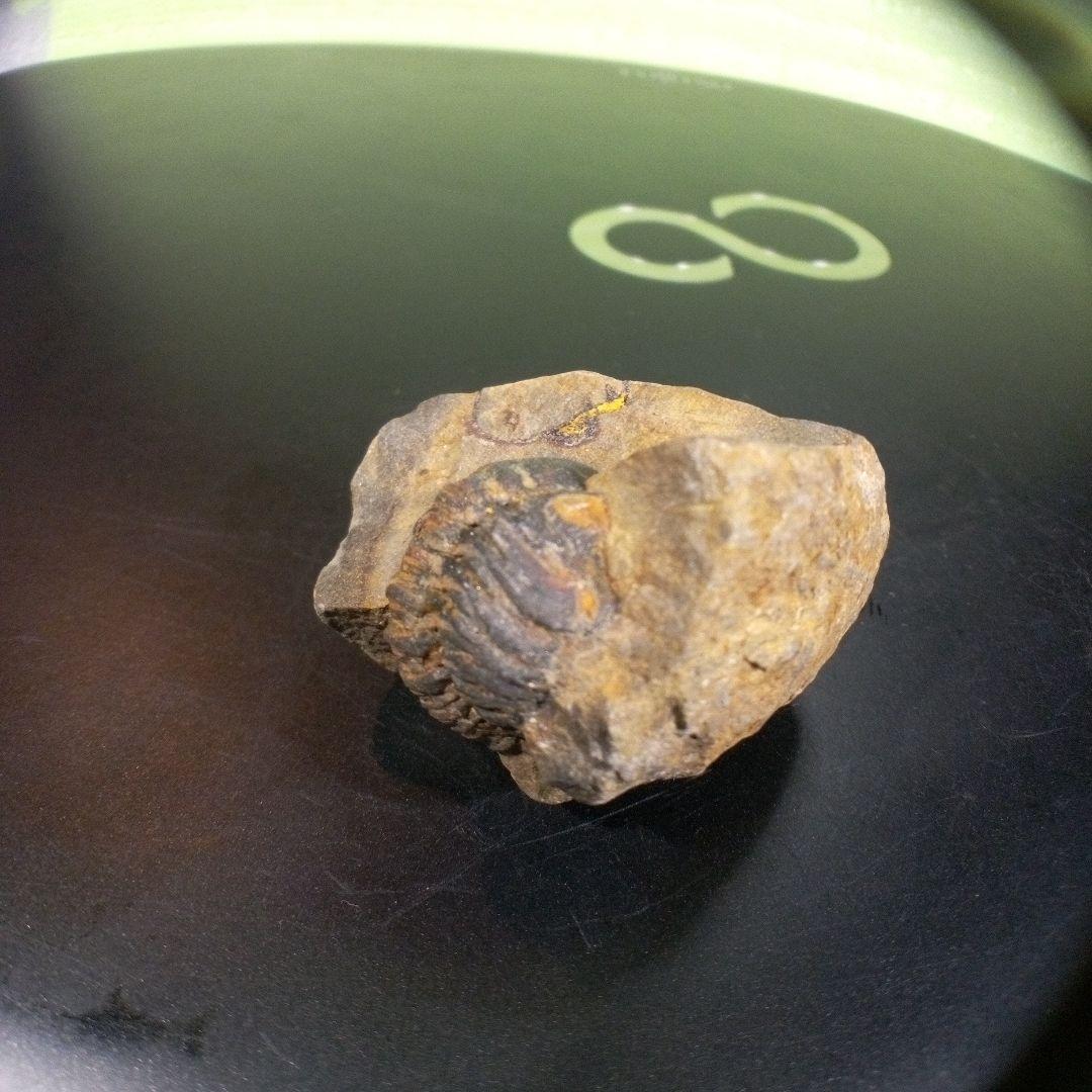 三葉虫　化石　fossil　ボリビア産　トライロバイト　三葉虫個体⑥