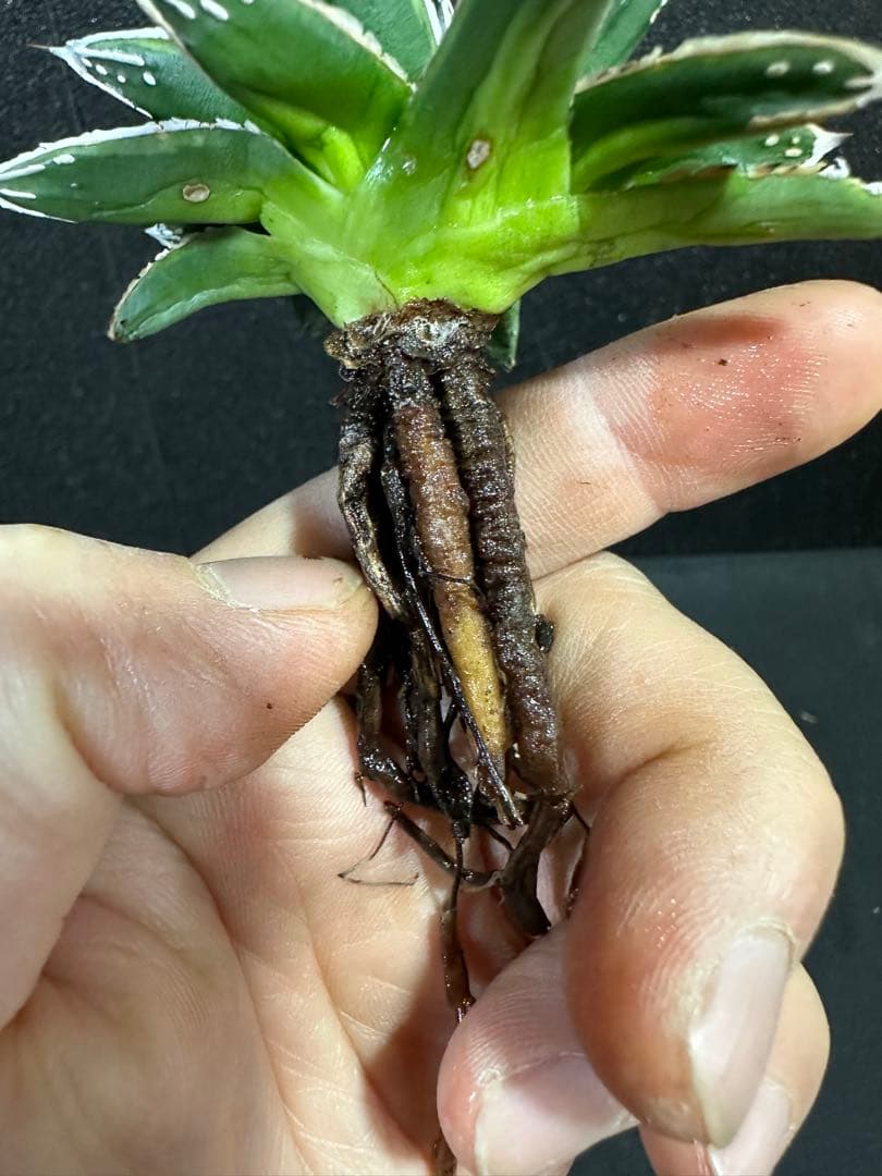 【姫笹の雪　ライムグリーン覆輪　中苗】子株付き