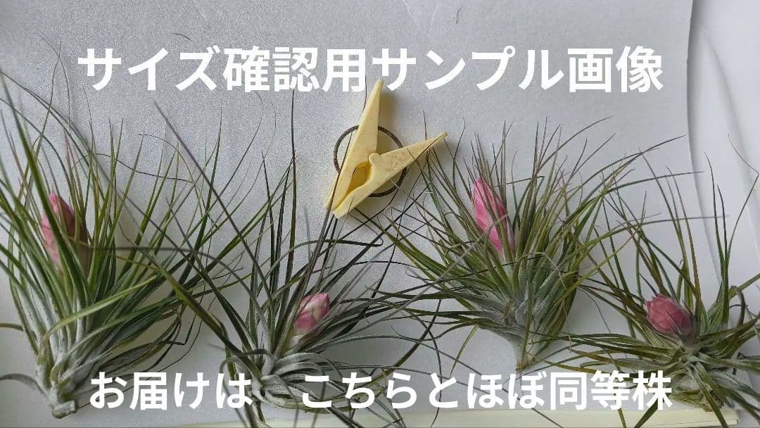 ✅️ティランジア・ストリクタ（エアブランツ　ティランジア属）花苞付き現品