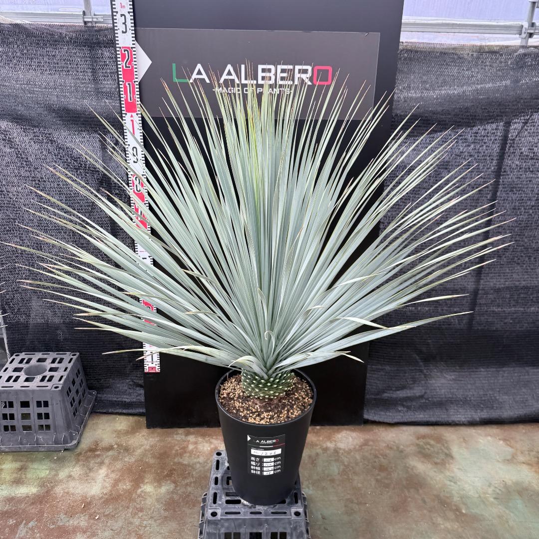 【AL1206】ユッカ　ロストラータ　ランチョブルー（品種名）